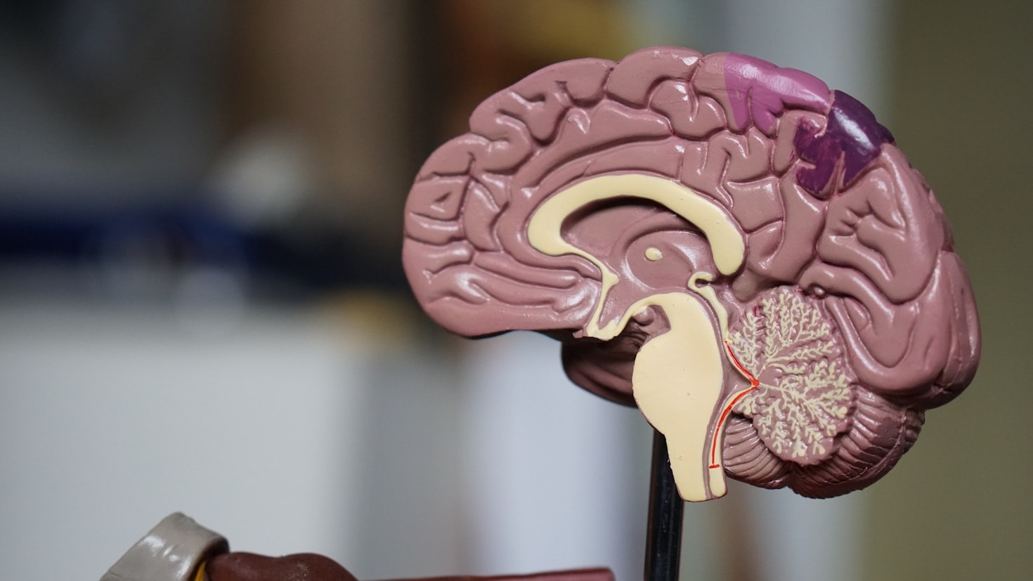 Os Benefícios de Cuidar do Desenvolvimento Cognitivo